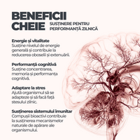 Ginseng + Royal Jelly DY Life, 60 Softgels, 30 Serviri